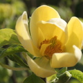 Magnolia Yellow River  4