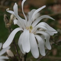Magnolia stellata 3