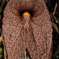 Aristolochia gigantea 2
