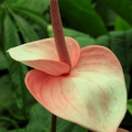 Anthurium andraeanum rose
