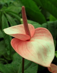 Anthurium andraeanum rose