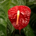 Anthurium andraeanum rouge