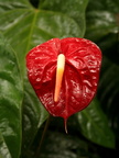 Anthurium andraeanum rouge