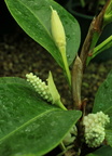 Anthurium subsignatum