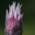 Ciboulette_Allium_roseum_2.JPG