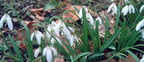Galanthus nivalis Perce neige 3