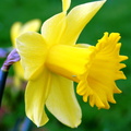 Narcissus jonquilla Narcisse