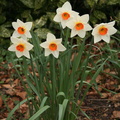 Narcissus poeticus Narcisse des poetes 3