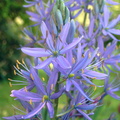 Camassia leichtlinii liliaceae