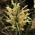 Sansevieria gracilis Sanseviere