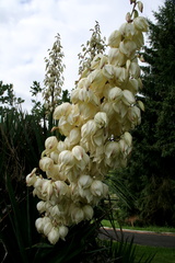 Yucca gloriosa 2