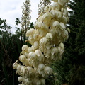 Yucca gloriosa 2