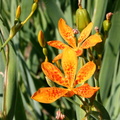 Bellamcada de Chine iridaceae belamcanda fleur de leopard iris tigre