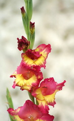 Glaieul iridaceae gladiolus