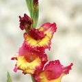 Glaieul iridaceae gladiolus