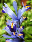 Iris reticulata Iridodyctium reticulatum