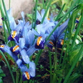 Iridaceae Iris reticulata  Iridodyctium reticulatum 2