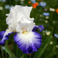 Iris Bleu blanc blanc