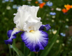 Iris Bleu blanc blanc
