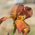 Iris bicolor