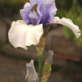 Iris blanc et bleu pale