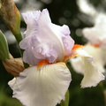 Iris blanche orange bleu tres pale