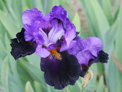 Iris bleu fonce bleu violet