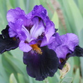 Iris bleu fonce bleu violet
