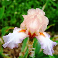 Iris bleu pale et rose pale