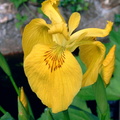 Iris des marais Iris pseudacorus