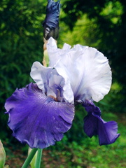 Iris germanica arpege iridaceae