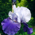 Iris germanica arpege iridaceae