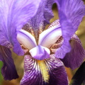 Iris iridaceae