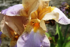 Iris macro