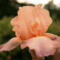 Iris orange