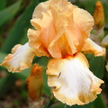 Iris orange et blanc