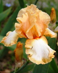 Iris orange et blanc