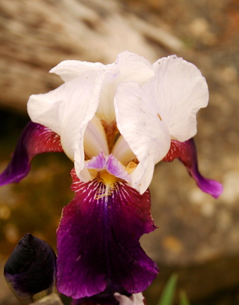 Iris pourpre et blanc
