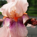 Iris rosee