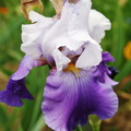 Iris violet blanc