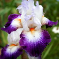 Iris violet blanc blanc