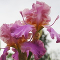 Iris violet et pourpre
