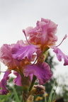 Iris violet et pourpre
