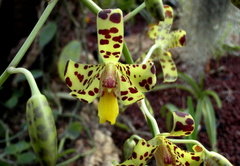 Ansellia africana Orchidee leopard