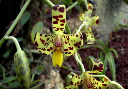 Ansellia africana Orchidee leopard