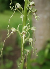 Himantoglossum hircinum 5