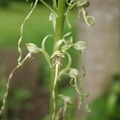 Himantoglossum hircinum 5