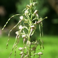 Himantoglossum hircinum 6
