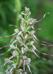 Himantoglossum hircinum 7