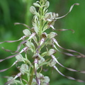 Himantoglossum hircinum 7
